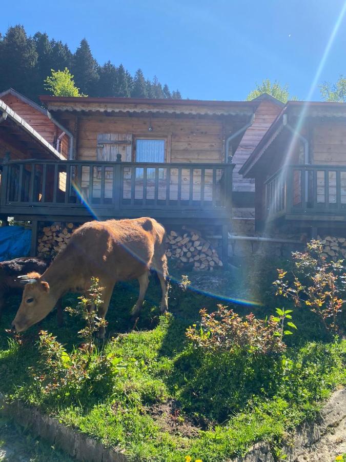 Pilita Bungalov&Rest Ayder Yaylasi Buitenkant foto